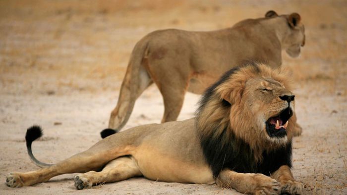 Dramatischer Überlebenskampf: Ein Löwe gegen 20 Hyänen