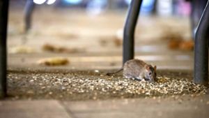 Eine Ratte ist auf der von Menschen viel besuchten Königstraße auf Nahrungssuche. Die Tiere kommen in der Innenstadt  den Menschen immer näher. Foto: Lichtgut/Julian Rettig