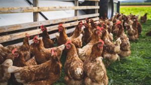 Endlich wieder ins Grüne! Freilandhühner in mehreren Kreisen  im Südwesten müssen ab 1. April nicht mehr im Stall verharren. (Symbolbild) Foto: imago /Countrypixel