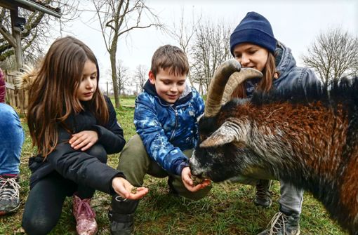 Joleen und Fynn lassen Ziegenbock Kalle aus ihren Händen fressen. Sina Ludwig passt auf, dass dabei alles gut geht. Foto: Simon Granville