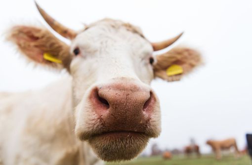 Die Kuh war aus einer eingezäunten Weide ausgebüxt. (Symbolbild) Foto: dpa/Nicolas Armer