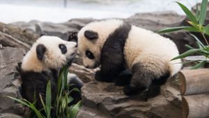 Die Berliner Panda-Zwillinge Meng Xiang und Meng Yuan passen perfekt zum flauschigen Hashtag. Foto: dpa/Jörg Carstensen