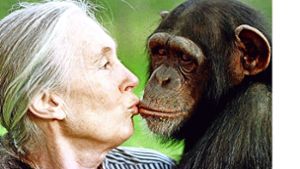 Jane Goodall ist auch heute noch eng mit ihren Schimpansen verbunden. Foto: AP