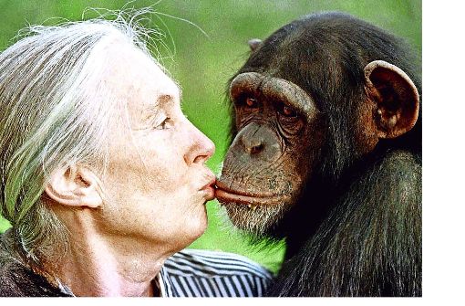 Jane Goodall ist auch heute noch eng mit ihren Schimpansen verbunden. Foto: AP