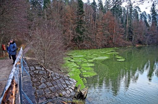 Kürzlich bildete sich ein außergewöhnlicher grüner Teppich auf dem Herrenbachstausee bei Adelberg. Ob es sich, wie vermutet, dabei wirklich um Algen handelt, ist noch nicht sicher. Foto: /deondo