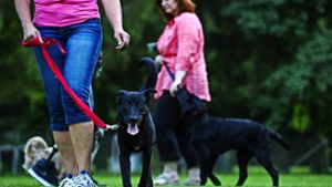 Kommerzielles Hundetraining im Wald ist nicht so ohne weiteres erlaubt. Foto: Danze