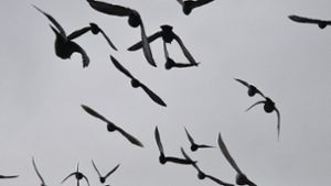In Bad Cannstatt gibt es viele Tauben – das gefällt nicht jedem. Foto: Claudia Leihenseder