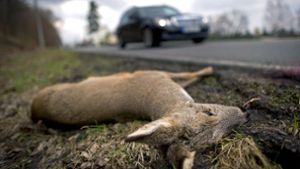 Viele Wildtiere werden beim Überqueren einer Straße von  Autos erfasst. Das Reh in Weilheim hat noch einmal Glück gehabt. Foto: dpa-Zentralbild