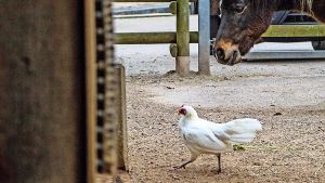 Das Huhn Frida lebt lieber bei Eseln und Ponys statt bei den Artgenossen. Foto: Jansen