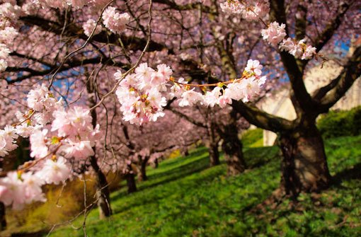 Im Frühling kann man sie in Stuttgart und der Region bewundern, im Mai ist die Zeit der japanischen Kirschblüte schon wieder vorbei. Foto: Leserfotograf burgholzkaefer