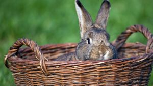 Ein Kaninchen fiel in Stuttgart-Mitte einem unbekannten Tierquäler zum Opfer. Foto: dpa/Symbolbild