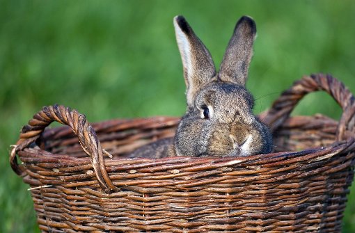 Ein Kaninchen fiel in Stuttgart-Mitte einem unbekannten Tierquäler zum Opfer. Foto: dpa/Symbolbild