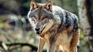 Wie begründet ist die Angst vor dem Wolf?