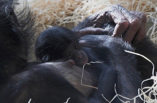 Das Bonobo-Mädchen Alima ist am Montagabend in der Wilhelma gestorben. Sie wurde nur anderthalb Jahre alt. (Archivbild) Foto: Kerstin Molthagen