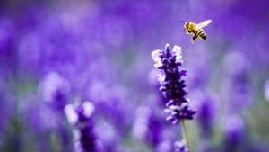 Lavendel ist ein Magnet für Bienen. Foto: Frank Rumpenhorst/dpa-tmn
