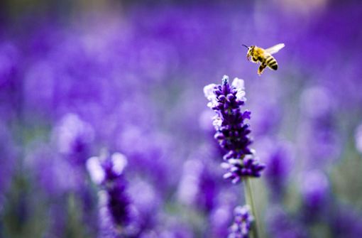 Lavendel ist ein Magnet für Bienen. Foto: Frank Rumpenhorst/dpa-tmn