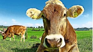 Auf der Weide fühlen sich Kühe am wohlsten. Das wurde auch im Test berücksichtigt. Foto: Rolf Fassbind/AdobeStock