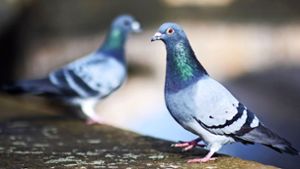 Die Polizei ermittelt gegen eine 35-Jährigen aus Kornwestheim wegen Tierquälerei. Er soll eine Taube erschlagen haben. Foto: dpa/Julian Stratenschulte