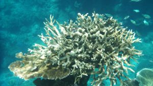 Am Great Barrier Reef in Australien ist ein riesiges Algenriff entdeckt worden. Foto: dpa