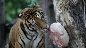 Ein Tiger genießt sein spezielles Hühnchen-Eis, das ihm Pfleger zur Abkühlung zubereitet haben. Foto: Getty Images AsiaPac