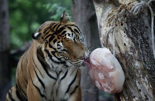 Ein Tiger genießt sein spezielles Hühnchen-Eis, das ihm Pfleger zur Abkühlung zubereitet haben. Foto: Getty Images AsiaPac