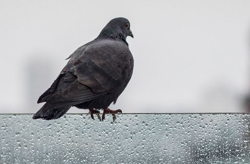 Eine Taube allein hat noch niemanden besorgt, problematisch wird ihr Auftreten in Massen. Foto: dpa