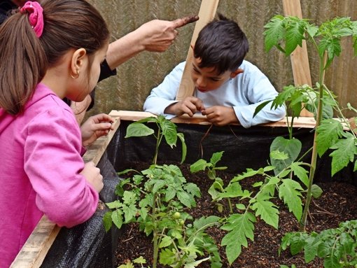 Die Kinder drücken die Samen in die Erde. Die Bohnen sollen später  an dem Gestänge hochranken. Foto: Kathrin Wesely