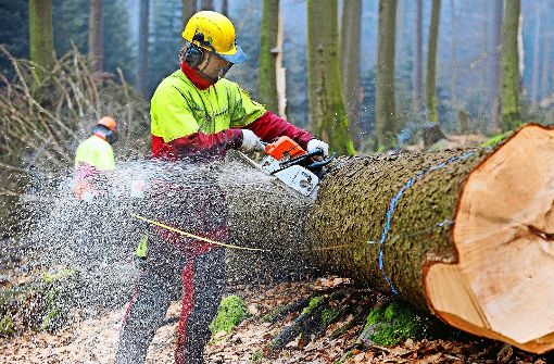 Manchen schmerzt beim Anblick von Waldarbeiten das Herz. Doch das Stuttgarter Forstamt betont, dass  diese notwendig seien. Foto: dpa