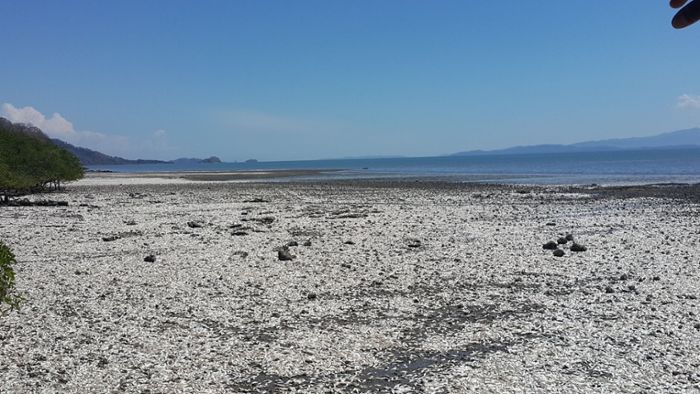 Massenweise tote Sardellen an Pazifikküste