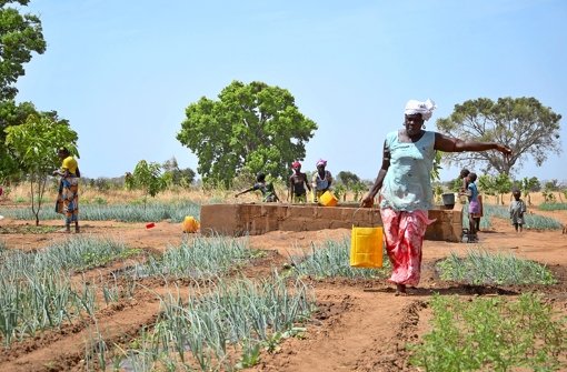 Mariama Diba (Vordergrund) ist Leiterin eines Gartenprojekts in dem gambischen Dorf Chamen – im Hintergrund schöpfen Frauen und Kinder Wasser, um die Pflanzen zu gießen Foto: Sabab Lou Foto:  
