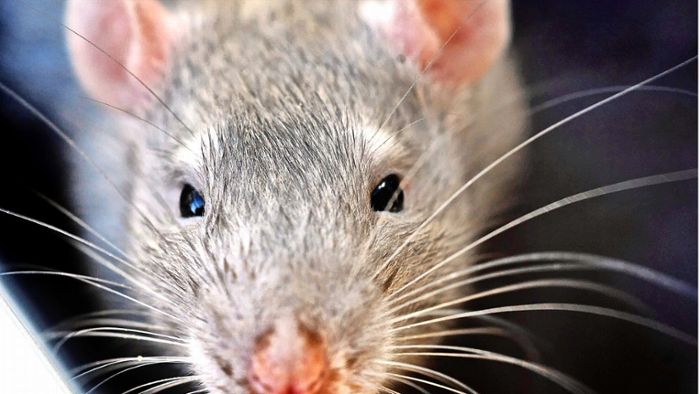 Wie ist eine Rattenplage zu vermeiden?