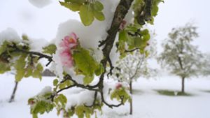 Da der Schnee nass und schwer ist und die Bäume bereits ordentlich Laub tragen, ist Schneebruch die Folge. Foto: dpa