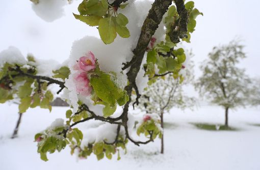 Da der Schnee nass und schwer ist und die Bäume bereits ordentlich Laub tragen, ist Schneebruch die Folge. Foto: dpa