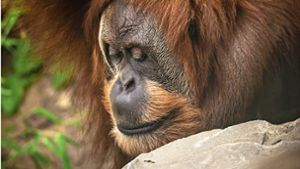 Die Orang-Utan-Dame Moni lebt nun in einem belgischen Zoo. Foto: Knut Krohn
