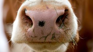 Auf einem Allgäuer Bauernhof sind 30 Kühe gestorben, weil das Futter verdorben war. Für den Schaden muss nun die Familie eines Elfjährigen aufkommen. Foto: dpa
