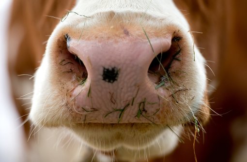 Auf einem Allgäuer Bauernhof sind 30 Kühe gestorben, weil das Futter verdorben war. Für den Schaden muss nun die Familie eines Elfjährigen aufkommen. Foto: dpa