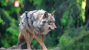 Dieser Wolf ist  nicht im Rems-Murr-Kreis unterwegs, er streift durch den Bayerwald-Tierpark in der Oberpfalz. Ein Artgenosse aber hat bei Rudersberg zwei Lämmer gerissen. Foto: Armin Weigel