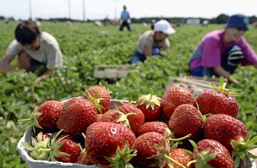 Frisch von den heimischen Feldern: Jetzt schmecken die Erdbeeren am besten Foto: dpa