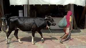 Vier von fünf Indern sind Anhänger des Hinduismus, einer Religion, in der Kühe als heilig gelten. (Symbolbild) Foto: AP