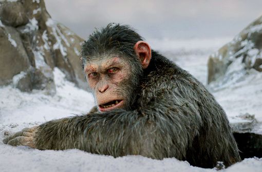 Caesar (Andy Serkis), der Anführer der Primatenrevolte, ist im dritten Teil der „Planet der Affen“-Trilogie deutlich von seiner enormen Aufgabe gezeichnet. Foto: 20th Century Fox