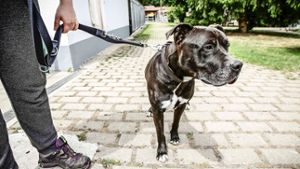 Der American Staffordshire Terrier Seik ist einer von knapp 20 Kampfhunden im Stuttgarter Tierheim Foto: Leif Piechowski