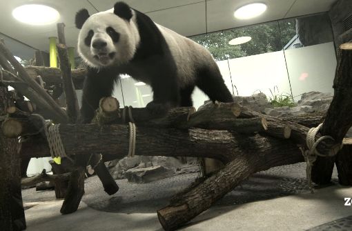 Ein bisschen Spaß muss sein: Das nagelneue Berliner Pandagehege bereitet sich auf den Einzug von Jiao Qing und Meng Meng vor. Foto: dpa