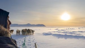 Mann und Schlittengespann: Das Überleben ohne Hunde war auf Grönland über Jahrhunderte nicht vorstellbar. Foto: imago/UIG