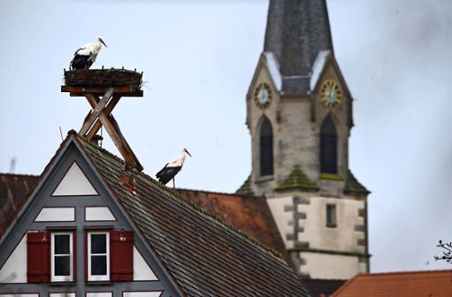 Die Störche sind zu dem künstlichen Nest auf dem Schlössle in Freiberg-Geisingen zurückgekehrt. Foto: Werner Kuhnle