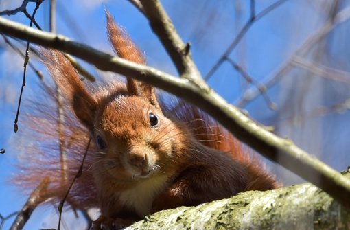 Eichhörnchen im Baum: Das putzige Aussehen ist sein Schicksal Foto: dpa