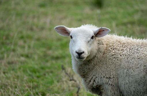 Ein aggressives Schaf hat ein Paar auf einem Feldweg attackiert (Symbolfoto). Foto:  
