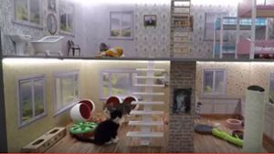 Die Katzen von „Keeping Up With the Kattarshians“ toben durch ein überdimensionales Puppenhaus. Foto: Screenshot Youtube / Nútíminn