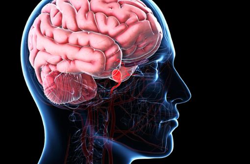 Das Gehirn wird über vier Arterien mit Blut versorgt. Doch wenn wichtige Gefäße reißen, wird es schnell gefährlich. Foto: mauritius images / Science Photo Library