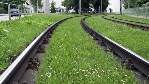 Grüne Stadtbahngleise rufen manch Ärger über die Grünen hervor. Foto: Archiv