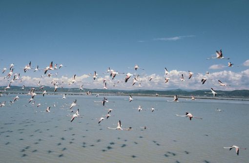 In der Lagune von Narta tummeln sich Flamingos und andere Vogelarten. Foto: AP/Hektor Pustina